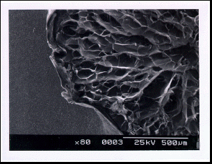  Magnified cross section view of chitosan bead