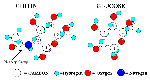 Structure of chiton / chitosan