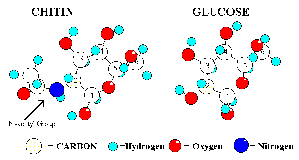 structure of chitin, chitosan